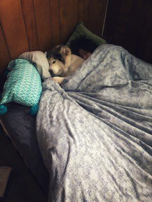 My sweet girl cuddled up for a nap at William's while her mom is away for the weekend. Melts my heart.