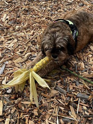 My daughter's service dog, Chewbacca, gnawing on her roasted corn cob!