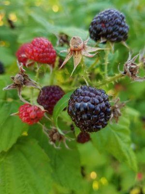 Black raspberries