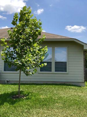 About two year old Mexican Sycamore