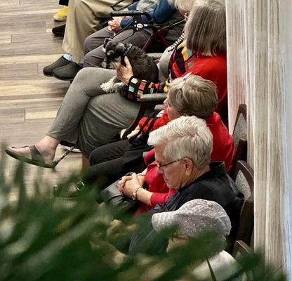 Schnauzer watching the Dec 6, 2024 Christmas program