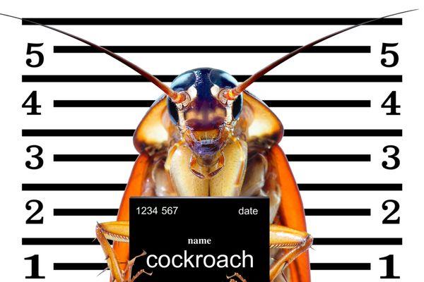 Bug under Arrest