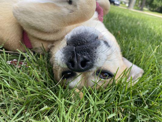 TEANECK ANIMAL CLINIC and SPA