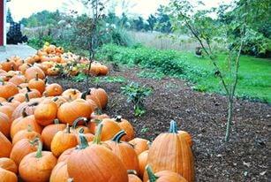 Peoria Road Farm Market