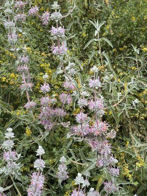 Purple Sage