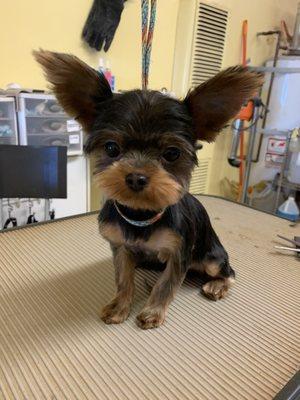 Yorkie Puppy