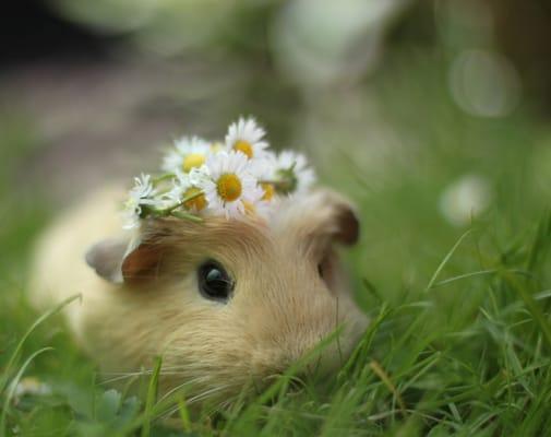 Precious guinea pig