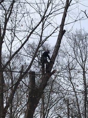 A-1 Nantz & Sons Tree Service