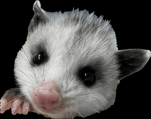 Young opossum