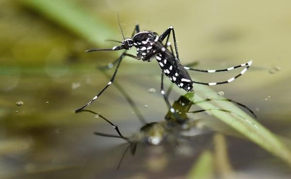 Protect your family from the Zika Virus