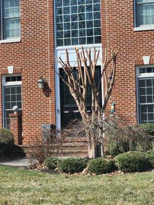 Tree Trimming