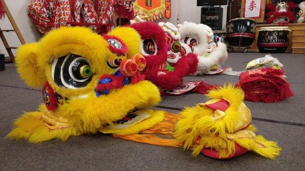 Lions being prepped for a performance