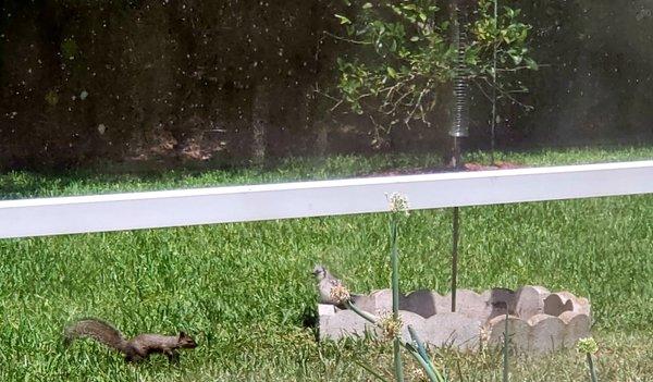 Mr Bluejay is tired of Mr Rocky hitting the feeders as well... Darn Rocky's