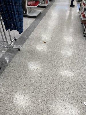 Dog poop in the aisle