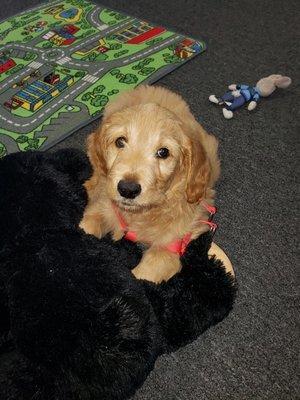 Bear on his first day in office!