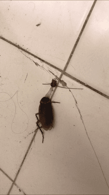 A common sight of cockroaches throughout the unit.