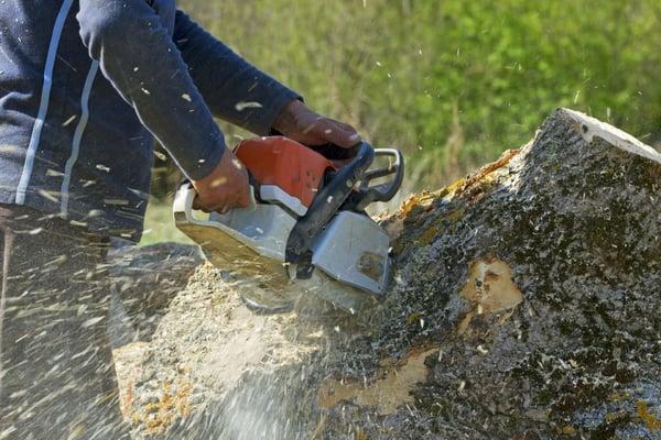 We provide a complete Tree and Stump removal service! Call for Schedule your free estimate!