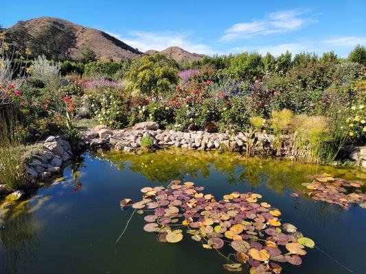 Serene pond.