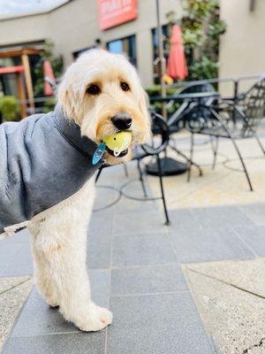 Pharmacy run for me: shopping trip for Baci!!! He carries his own toy :)