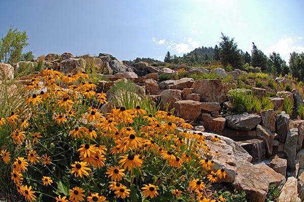 Black-Eyed Susan is an excellent annual flowering plant that accents any Colorado landscape.