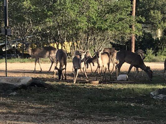 View of deer out camper window.