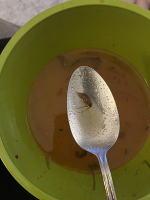 CRICKET IN MY SOUP