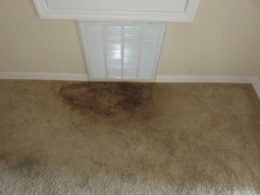 Carpet mold at Premier apartments