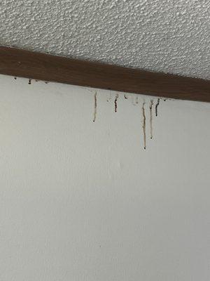 THIS IS MOLD DRIPPING DOWN ALL WALLS IN THE LIVING ROOM.