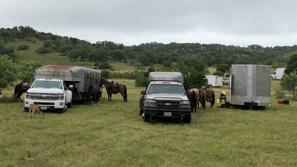 We had a deer visiting the horses at wrangler camp