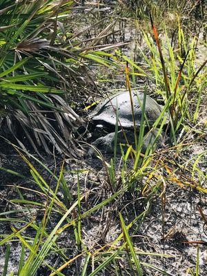 Turtle getting some sun