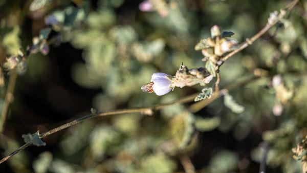 Santa Barbara Botanic Garden