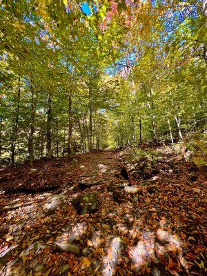 Views along the Mill Trail to the falls (Early October 2023)