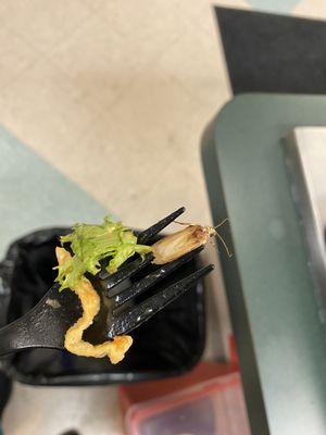 Do not eat salads from here ! Just found this in my salad. Disgusting never ever eating here again.