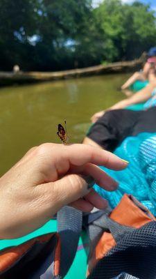 Sweet little butterfly on my friends hand.