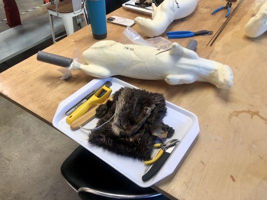 Starting day one of three of the North American river otter taxidermy class.