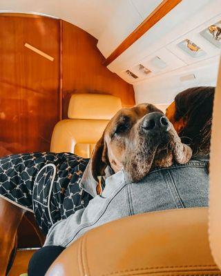 Luxury travel made easy Private jet charters, empty leg flights, and pet-friendly jets Where pets fly private, no cargo https://airacer.com/