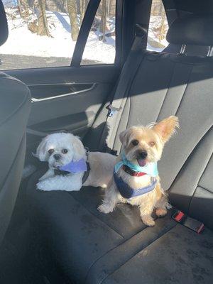 Best Friends Pet Grooming took great care of my babies! They came out happy and looked great! Thank you to everyone there!