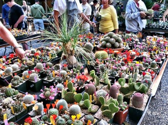 Tons of cacti/succulents!