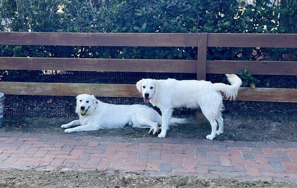 Zeus (ball) with Tillie