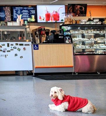 Ice cream, Smoothies, Bakery, Coffee, dog