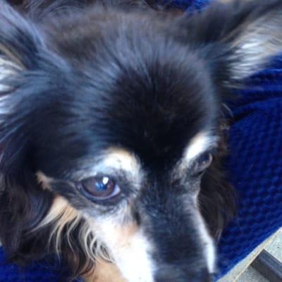 I am a beautiful over 13 year old Chihuahua and I love my mama