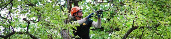 DLM Tree Services