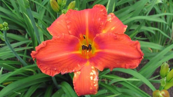 Alabama Jubilee Daylily