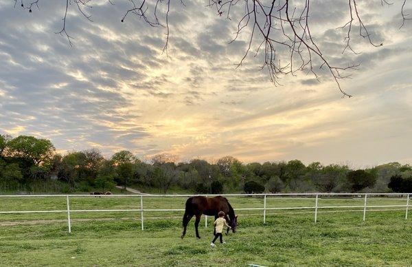 Bear Creek Stables