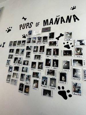 Pups of Manana