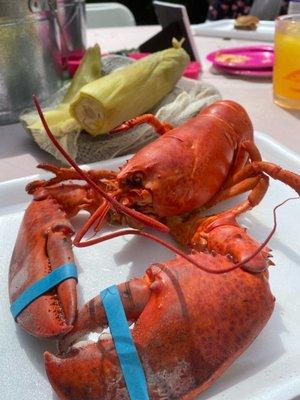 Lobster, clam, mussels, corn, potatoes and watermelon!