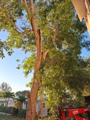 Huge acacia tree in the back yard. Maybe 15' from my house.