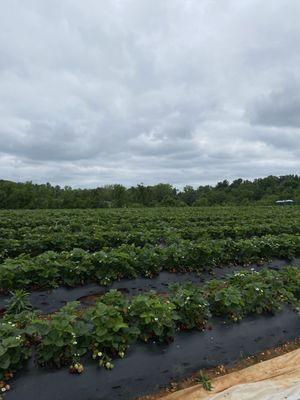 Strawberry fields