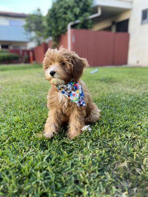 Winnie right after grooming appt.