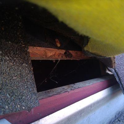 Builder gap where squirrels are getting into attic.